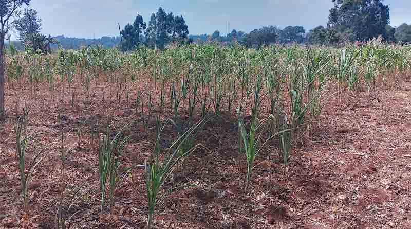 Economics of climate change: Sectoral studies show Kenya must act fast to avert disasters