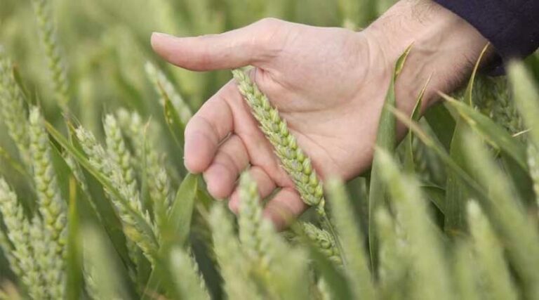 Managing disease at T3 in winter wheat and T2 in spring barley
