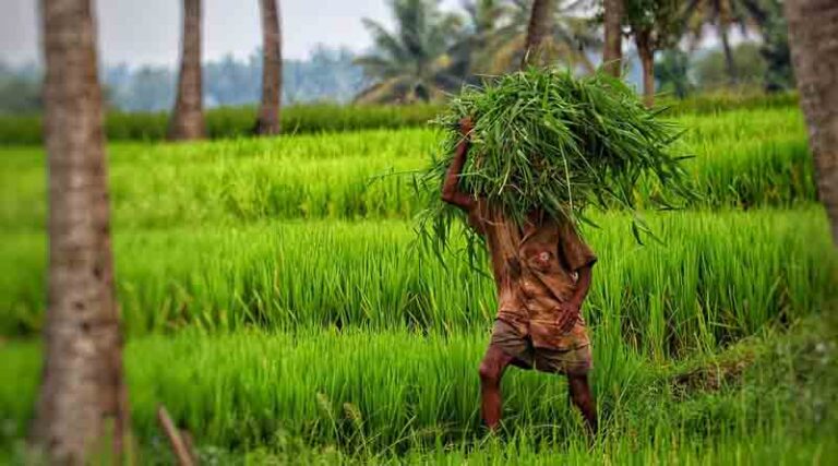 India to be self-sufficient in Urea by 2025-26