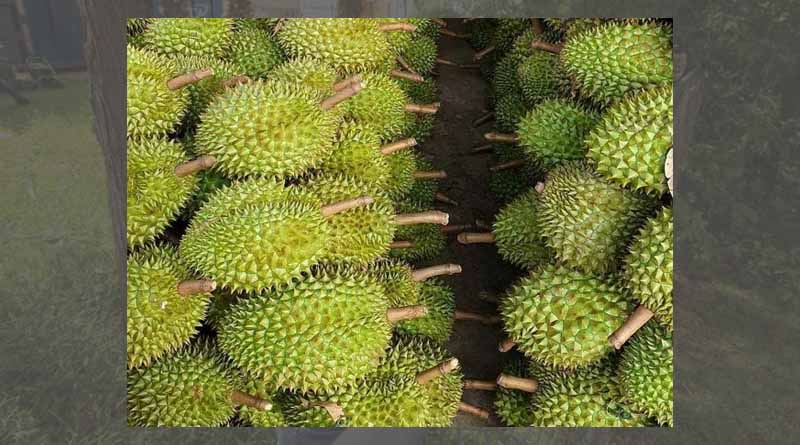Durian exports continue to grow