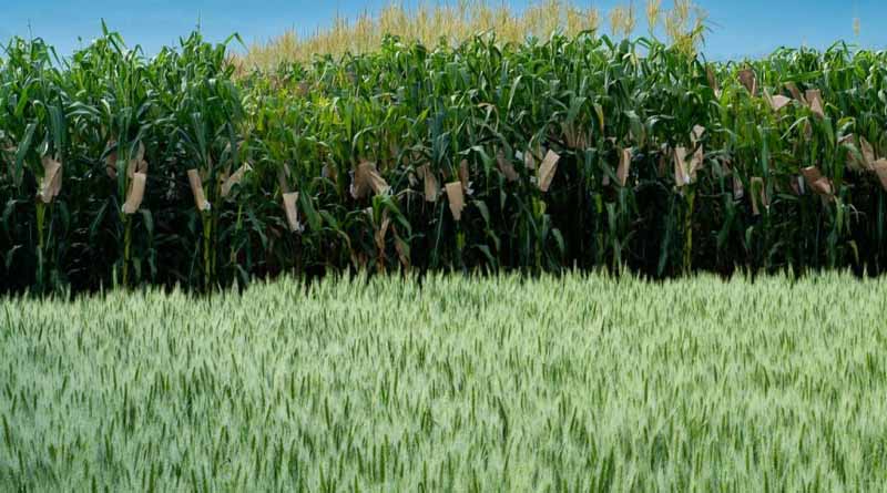 CIMMYT at the Group of 20