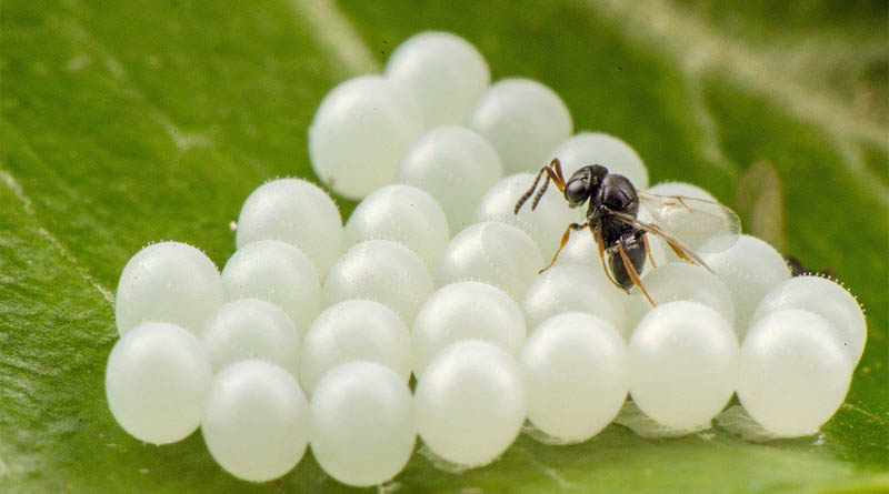 Samurai wasp has minimal impact on native stink bugs, new CABI-led study confirms