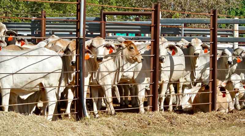 Australia's May live cattle exports at three-year high
