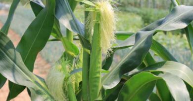 Malnutrition persists in Zimbabwe despite biofortification of crops and improved grain harvest
