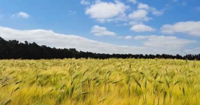 Hybrid barley adds up to more than just high yield