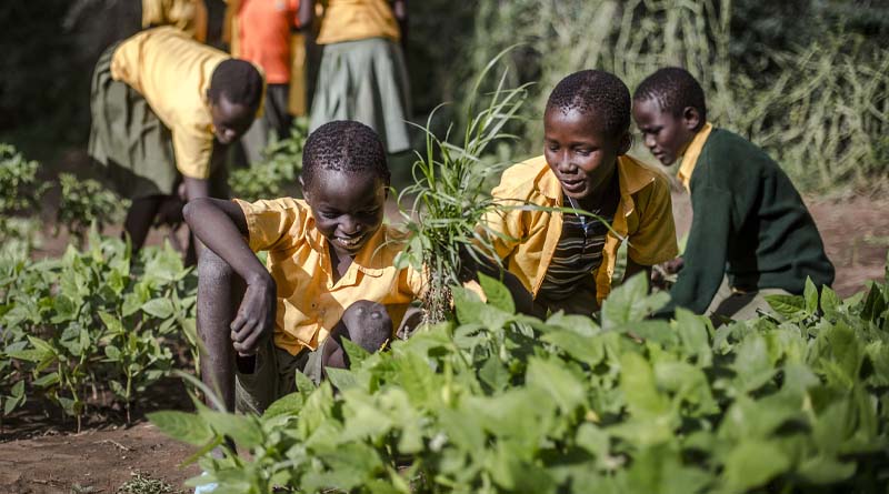 Innovative technology can help curb child labour in agriculture
