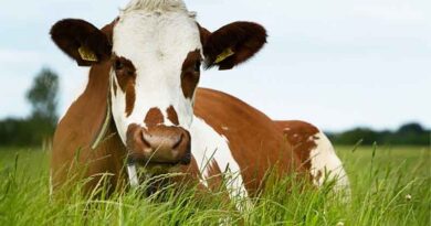 New varieties provide better earnings in the australian agricultural sector