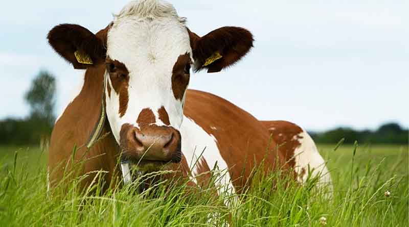 New varieties provide better earnings in the australian agricultural sector