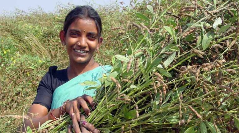 Pioneering Pigeonpea Project Unveiled in India