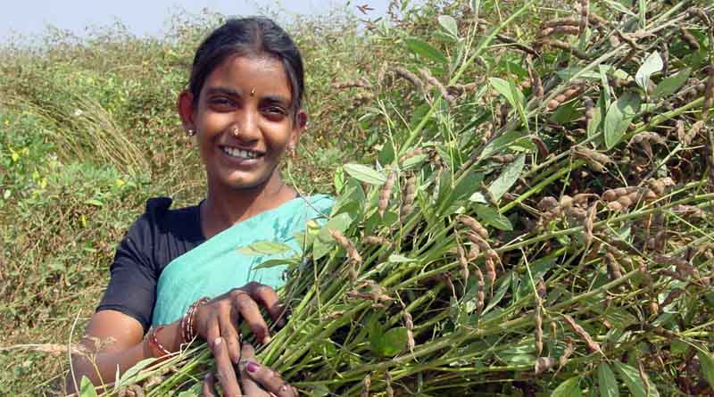 Pioneering Pigeonpea Project Unveiled in India