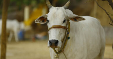 Small dairy farmers: The backbone of Indian dairy