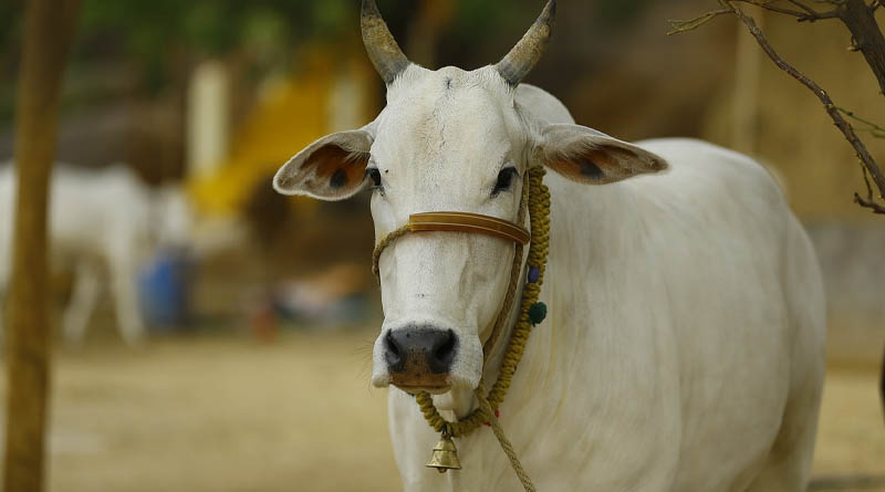 Small dairy farmers: The backbone of Indian dairy