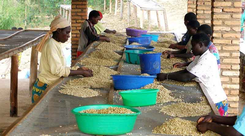 CABI investigates how finance can help boost Africa’s coffee value chain