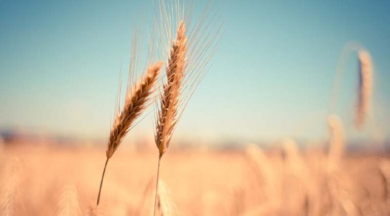 Winter wheat harvesting well underway