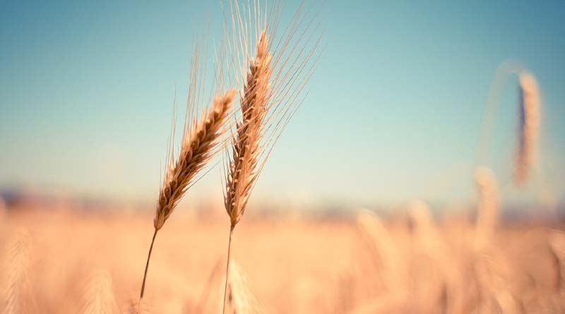 Winter wheat harvesting well underway