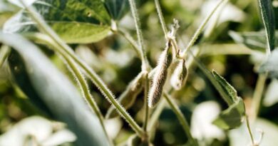 7 important tips for Soybean farmers before sowing