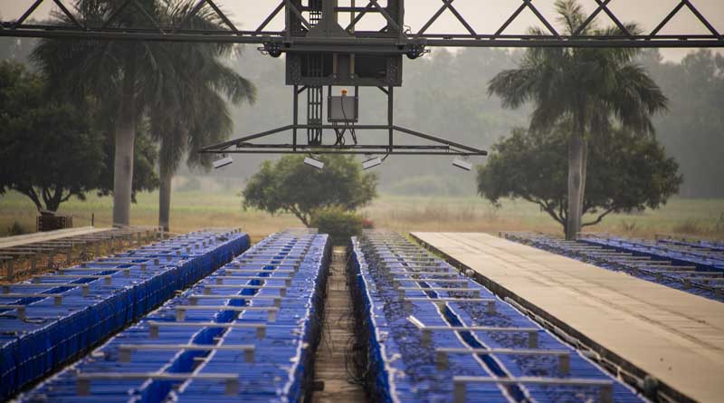 Unleashing the Power of Innovation at ICRISAT: Advancing Crop Breeding with Breakthrough Technologies