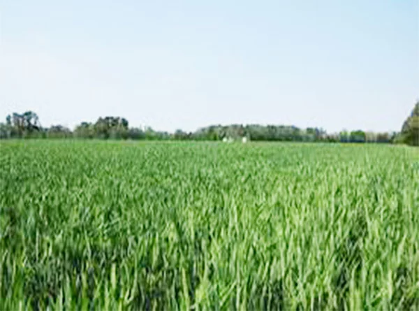 Chinese provinces go all out to speed up wheat harvest