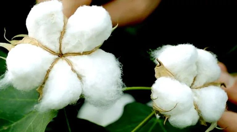 Cotton