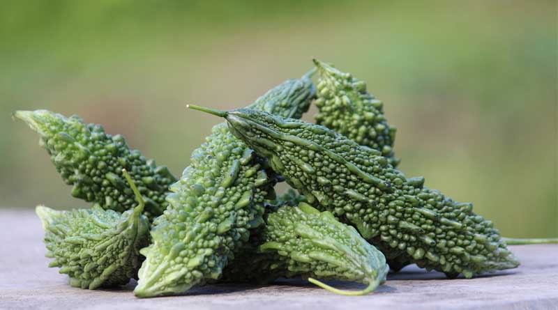 Outbreak of fruit fly in bitter gourd crop