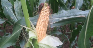 Cut maize stress for fertile cobs