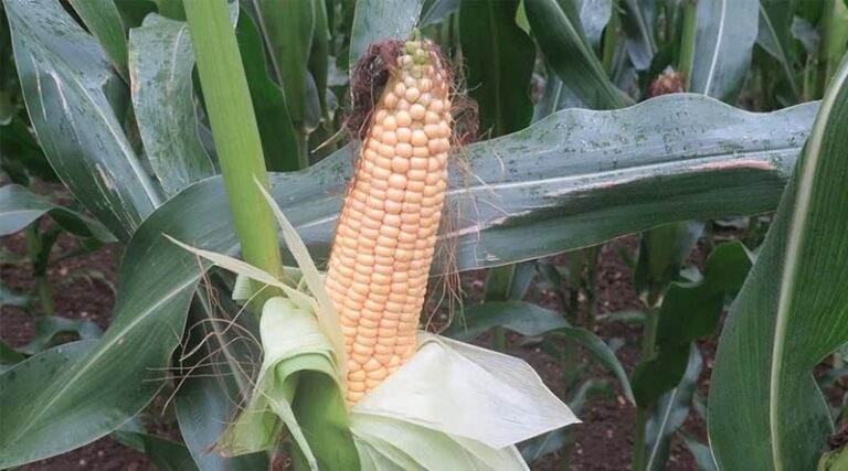 Cut maize stress for fertile cobs