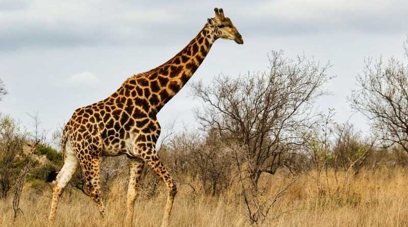 Plant health knowledge helps residents of wildlife conservancy turn from poaching to farming