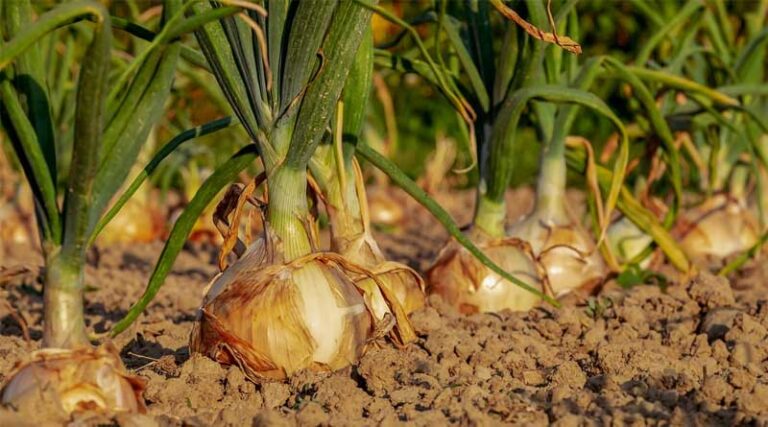 Efficiency and Sustainability: How Technology is Reshaping Agriculture and Food Processing in India