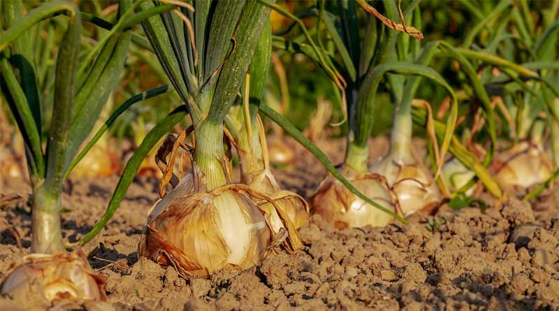Efficiency and Sustainability: How Technology is Reshaping Agriculture and Food Processing in India