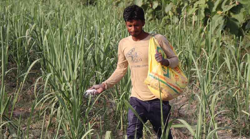 Blockchain Technology: A Farm-to-Plate traceability solution for seed value chain