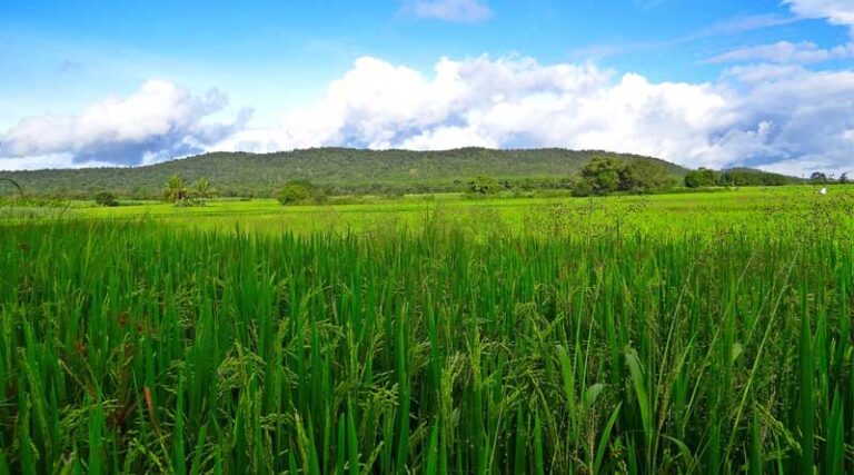 Paddy Crop