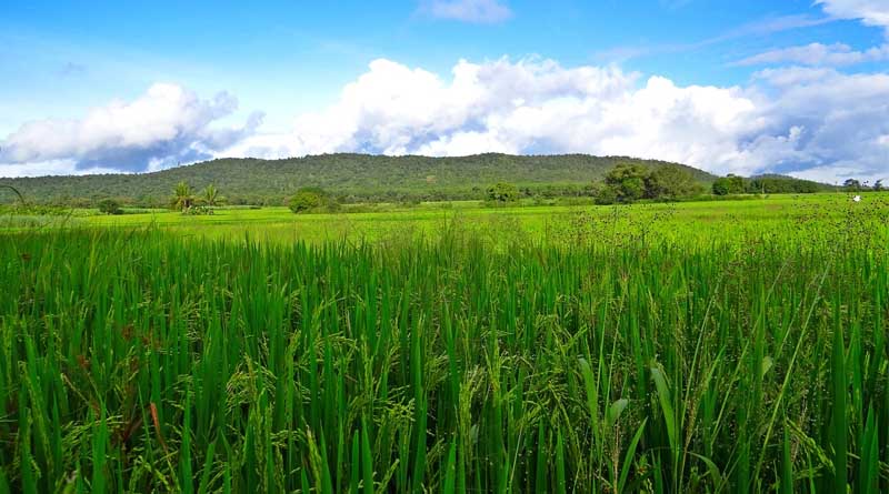 Paddy Crop