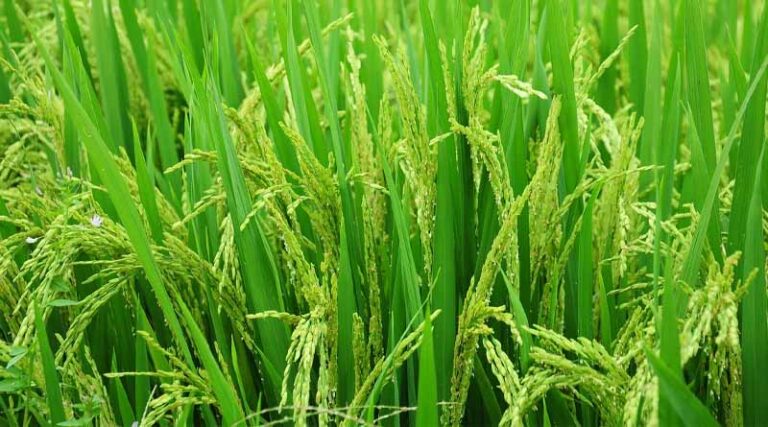 India's decision to ban the export of non-basmati rice created a worldwide uproar
