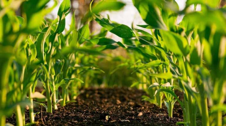 Maize-Mustard-Mung (3M) cropping system