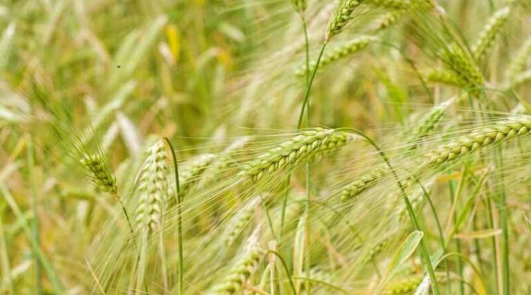 Regenerative agriculture: an alternative to tackle food security issues?