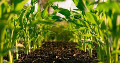 Oil Dispersion Formulations: A Game-Changer for Sustainable Agriculture