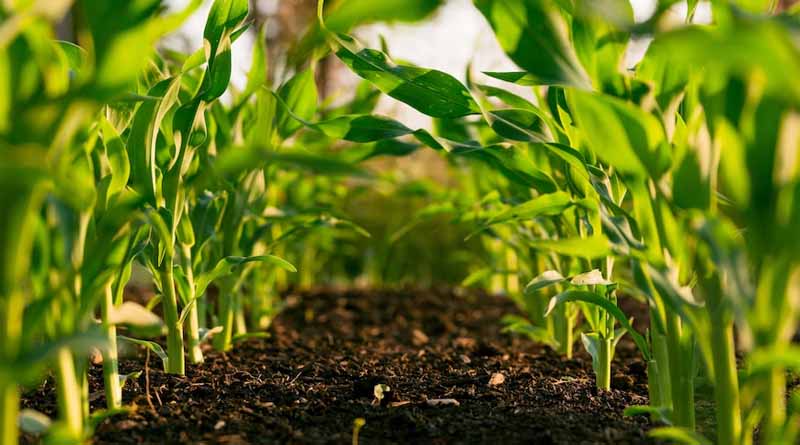 Oil Dispersion Formulations: A Game-Changer for Sustainable Agriculture