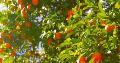 BASF and Vivagro jointly distribute the biological fungicide and insecticide Essen’ciel