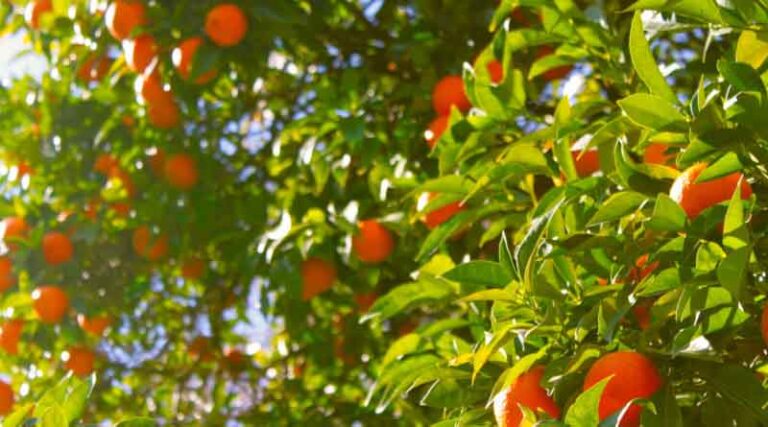 BASF and Vivagro jointly distribute the biological fungicide and insecticide Essen’ciel