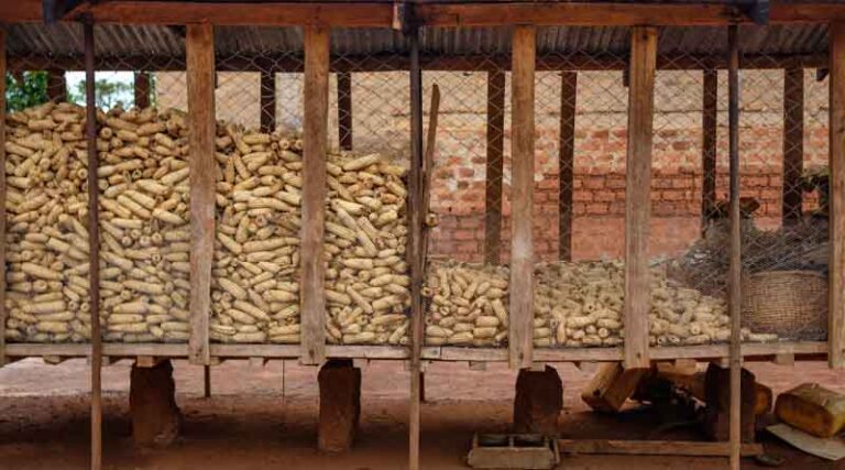 OECD-FAO Agricultural Outlook 2023-32 maps key output, consumption and trade trends