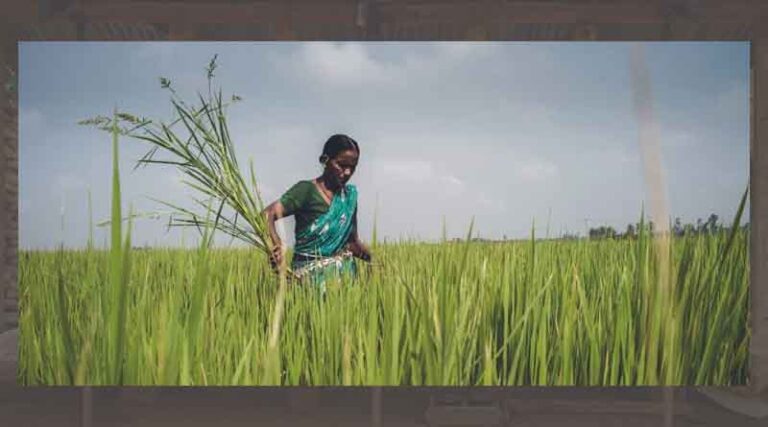 PlantiwisePlus India: challenges and opportunities