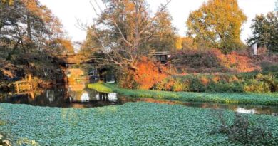 Invasive non-native species cost UK economy an estimated £4bn a year, new CABI-led study reveals