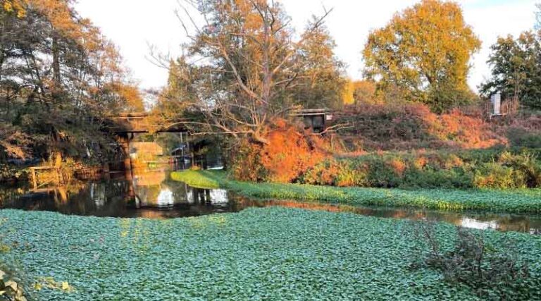 Invasive non-native species cost UK economy an estimated £4bn a year, new CABI-led study reveals