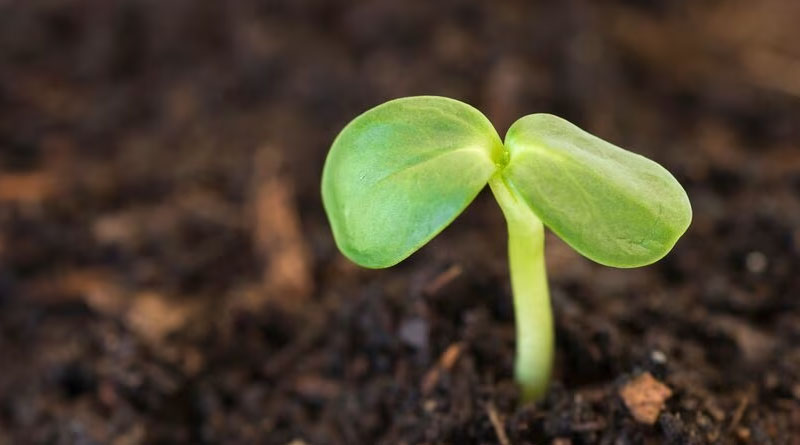 Syngenta Seedcare introduces EQUENTO® to control soil pests