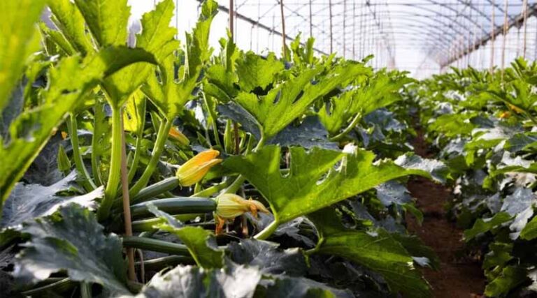 New Delhi Virus Research (ToLCNDV): Resistance to Bring High Yield Potential and Fruit Quality to Life