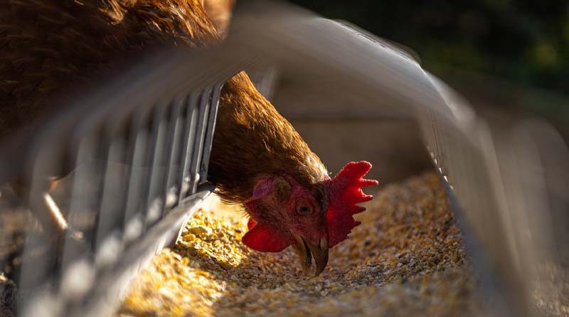 Chicken