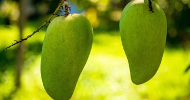 Mango industry conference held in south China's Guangxi