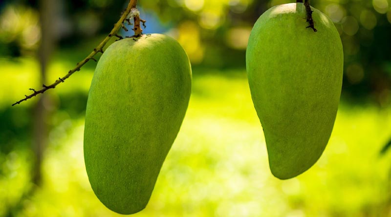 Mango industry conference held in south China's Guangxi