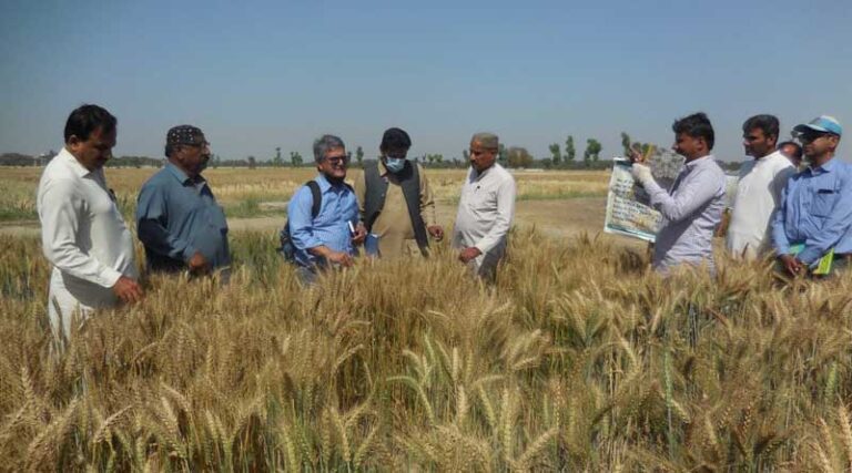 Pakistan moving forward from wheat importer to self-sufficiency