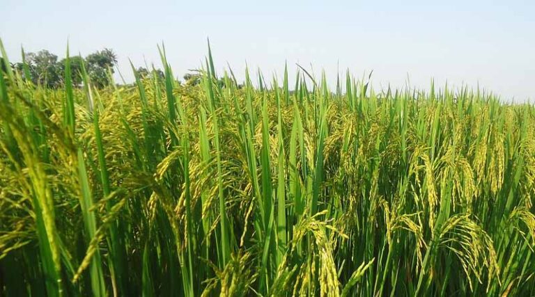New Herbicide Tolerant Paddy Variety Pusa Basmati 1985